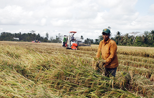 Flood crisis threatens to kill Vietnam’s rice bowl