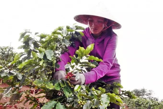 Building geographical indication for Khe Sanh coffee