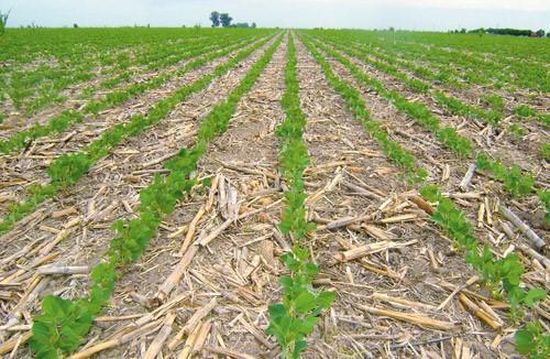 Long-term No-tillage with Crop Residue Application Could Improve Soil Nitrogen Cycling